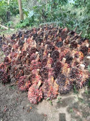cory palm nuts